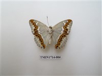 藏品(普氏白蛺蝶)的圖片